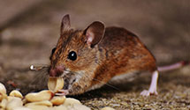 24 Hour & Emergency Exterminators in Bloomfield Twp, MI
